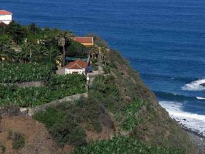 Los caballos im Norden von Teneriffa