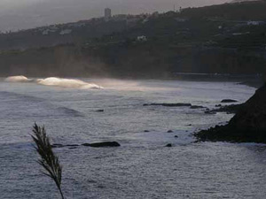 Los caballos im Norden von Teneriffa